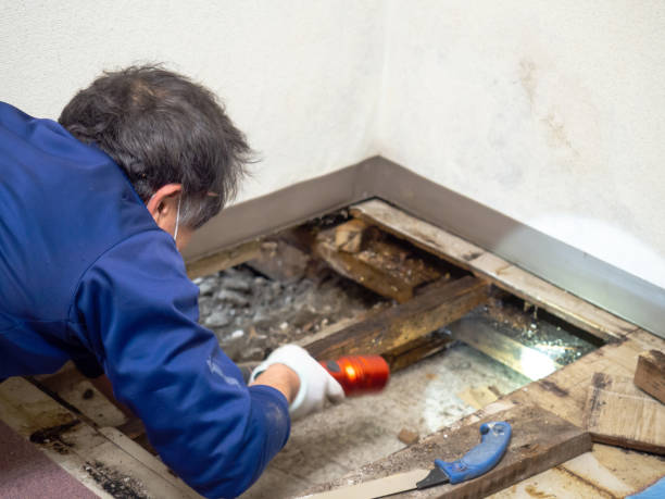 Best Post-Remediation Services in Mountain Road, VA