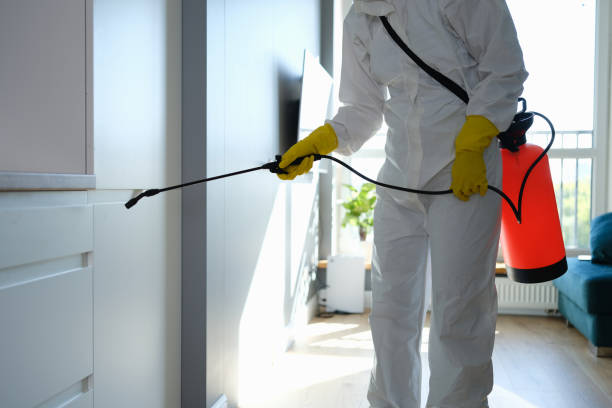 Best Post-Flood Mold Remediation in Mountain Road, VA