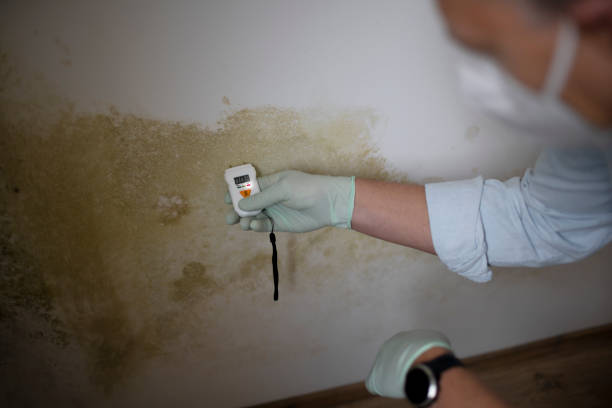 Best White Mold Remediation in Mountain Road, VA
