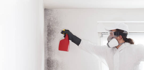 Best Emergency Mold Remediation in Mountain Road, VA