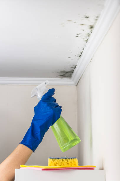 Best Attic Mold Remediation in Mountain Road, VA
